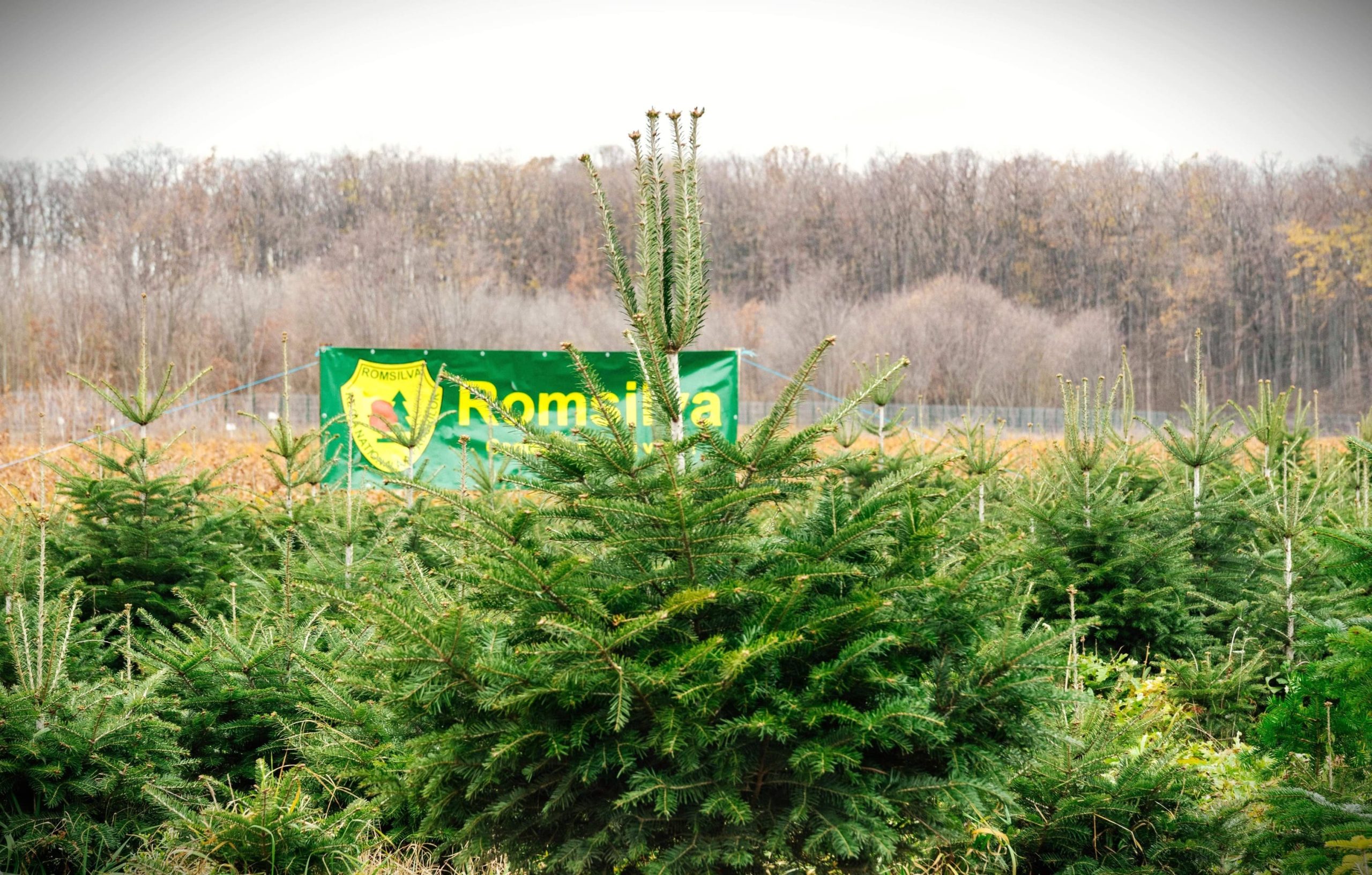 FOTO_ROMSILVA_POMI_CRACIUN_2024